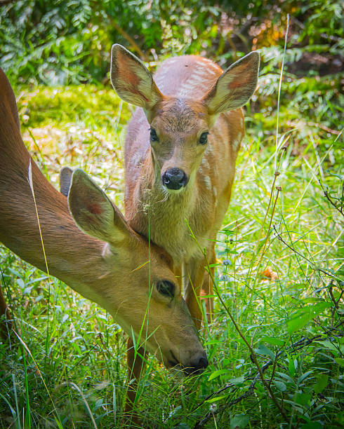 istock Mother and fawn eating 509805209
