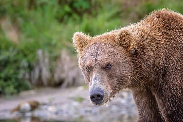 selvagem alasca urso pardo a olhar para o visualizador - katmai peninsula imagens e fotografias de stock