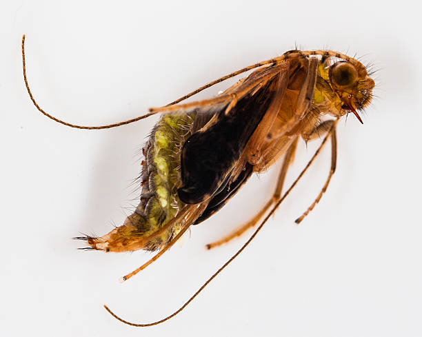 Green caddisfly pupa stock photo