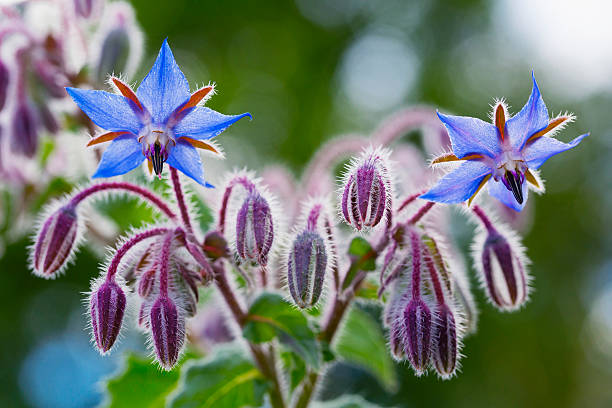borraja flores primer plano (borago officinalis) - borage fotografías e imágenes de stock