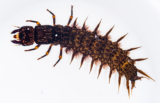 This nearly two inch long larva from the genus Corydalus is a fearsome predator