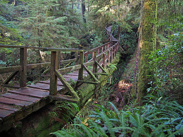 istock Log Bridge Over a Creek Near Tofino, Canada 509806014