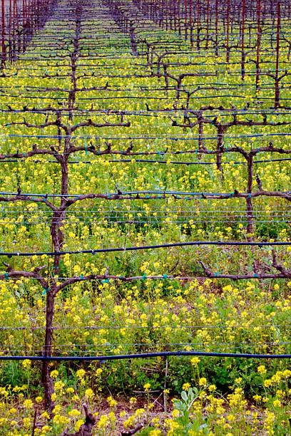 istock Mustard Grass in the Vineyards in Napa Valley 509806448