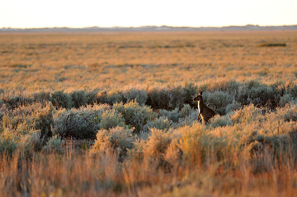 캥거루 - kangaroo outback australia sunset 뉴스 사진 이미지