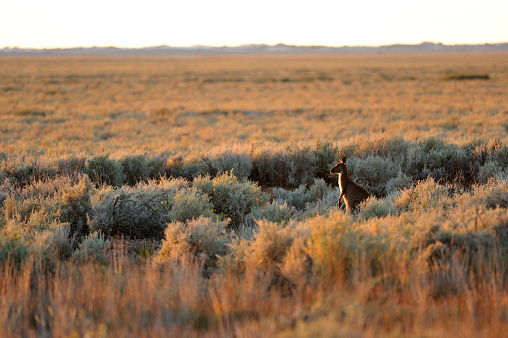 Kangaroo, Outback Australia,