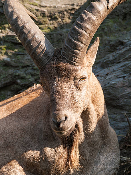 istock Portrait od barbary sheep ram 509806640