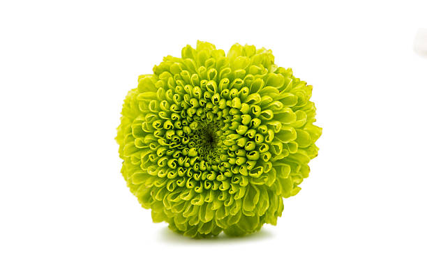 istock Beautiful chrysanthemum flower isolated 509806774