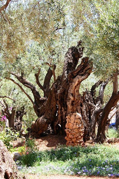 olive et jardin de gethsémani à jérusalem - garden of gethsemane photos et images de collection