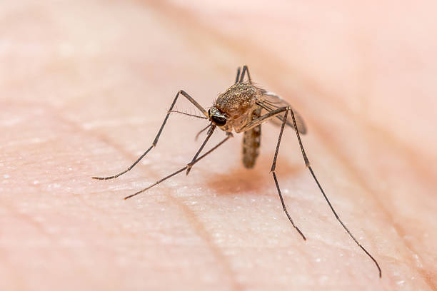 mosquito stock photo