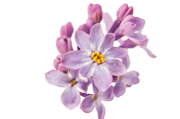 istock lilac branch close-up 509807290