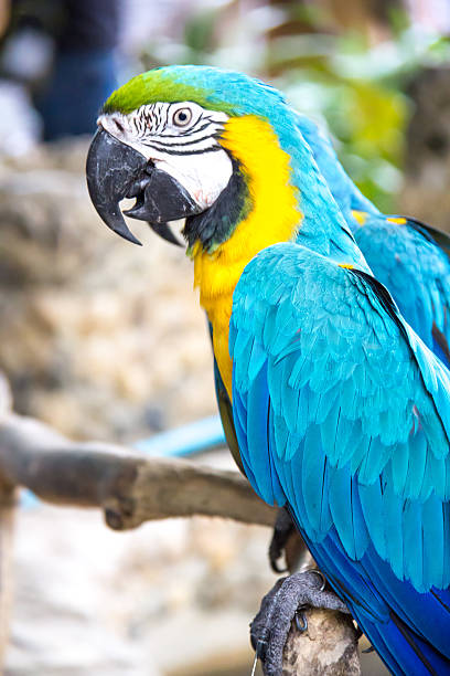 istock Macaw bird in the farm 509808287
