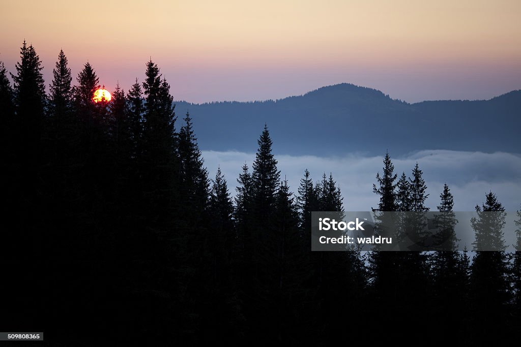 Summer sunrise Pine trees and mountains at sunrise, covered mist Beauty In Nature Stock Photo