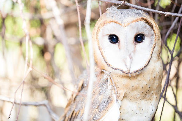 istock beautiful owl perched on a branch and focus with eye. 509809228