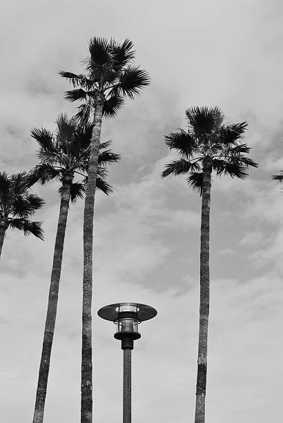 istock Black And White Palm Trees And A Light Post 509810144