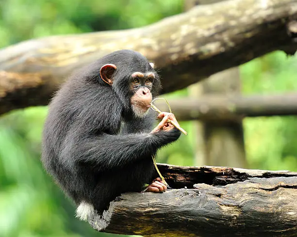 Close up of cute chimpanzee, selective focus.