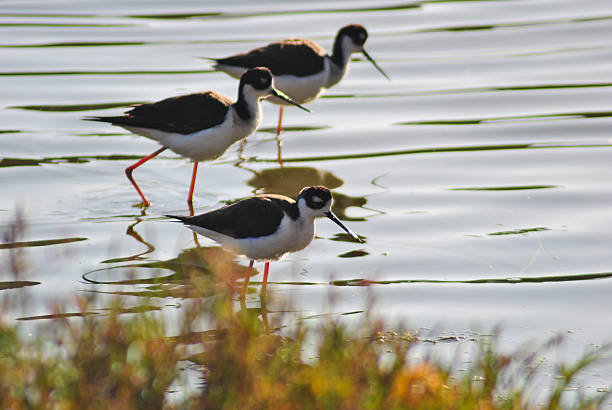 istock Black Necked Stilt Birds Walking In A Pond 509810638