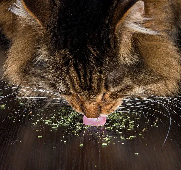 A cat with his head down licking catnip off a dark table. Focus is on the tongue.