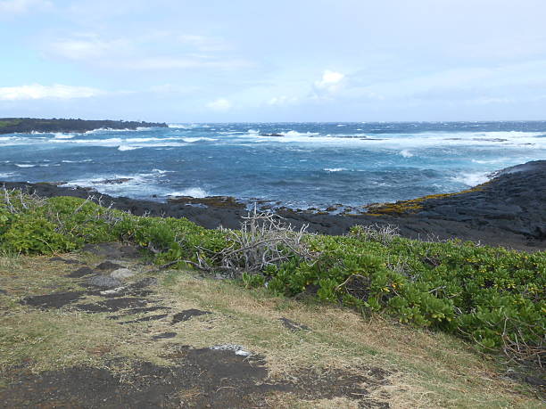 istock Succulent Plants Growing at Black Sand Beach in Hawaii. 509811280