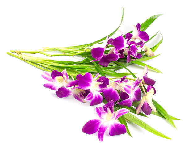 istock purple orchid and Pandanus leaf on white background 509811536