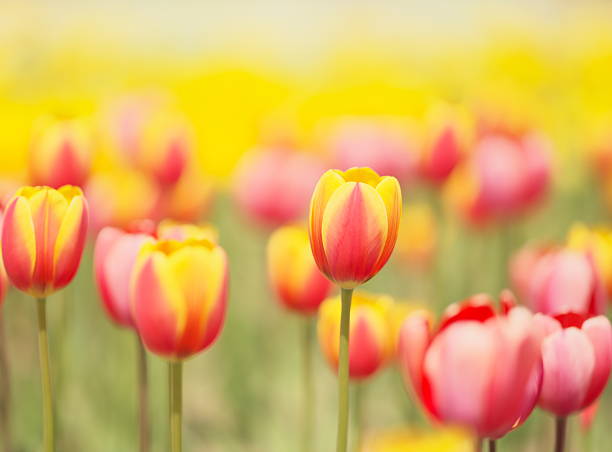 istock Flower field of a tulip 509812556