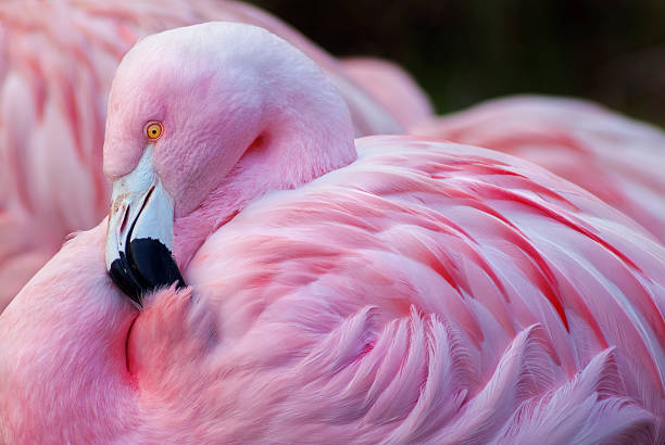 istock Chilean Flamingo 509812642