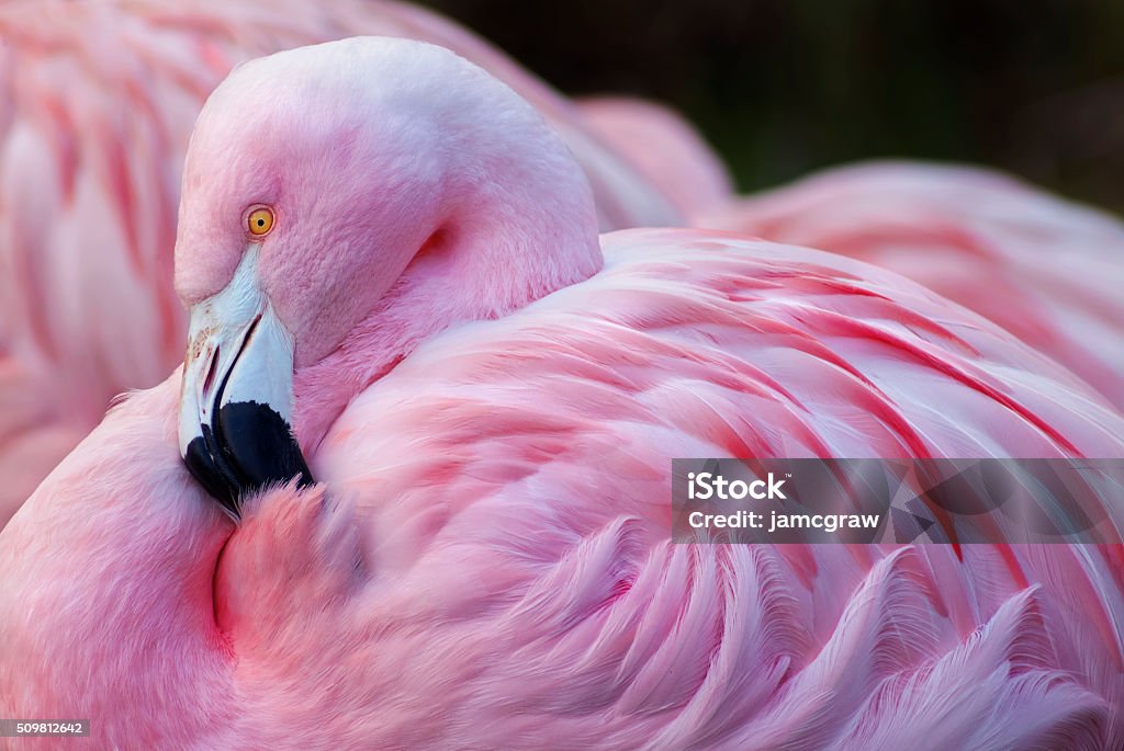 Chilean Flamingo Chilean Flamingo  (Phoenicopterus chilensis) Flamingo Stock Photo