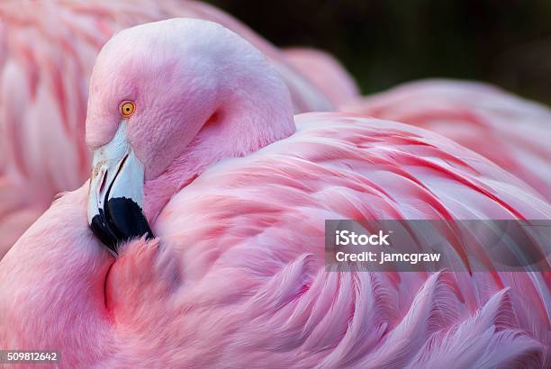 Chilean Flamingo Stock Photo - Download Image Now - Flamingo, Multi Colored, Tropical Bird