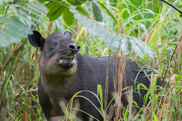 tapir de baird en el norte de nube bosque de costa rica - tapir fotografías e imágenes de stock