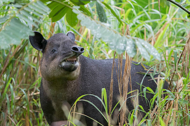 Baird's Tapir In Northern Cloud Forest of Costa Rica stock photo
