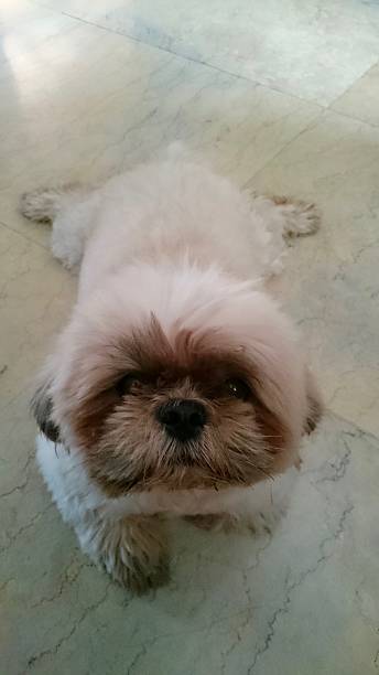 istock Give me Food 509815018