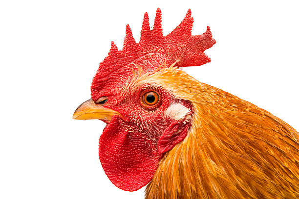 istock Colorful Rooster Isolated On White 509815420