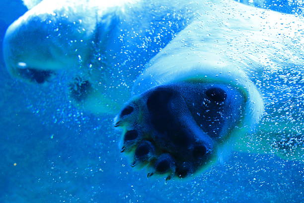 istock Polar bear sole of a foot 509815666