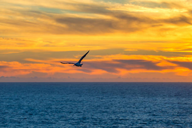 One Seagull flying in the air. Ocean View near Sutro Baths  at Sunset, San Francisco