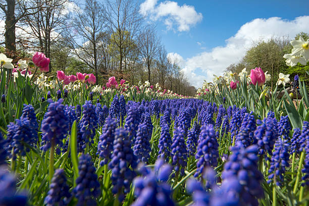 istock Flower bed of Grape Hyacinths. 509816088