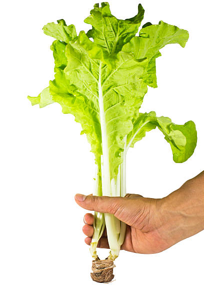istock fresh green  lettuce  isolated on white background 509816144
