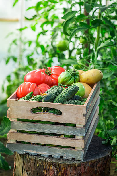 istock Fresh tomatoes and cucumbers in wooden box 509817318