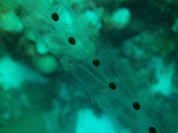 transparente mar salpa tunicate na bonaire - ife - fotografias e filmes do acervo