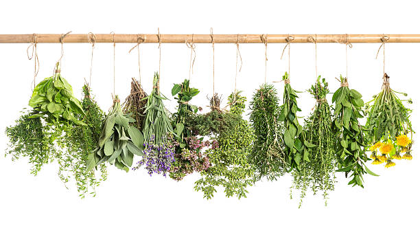 hanging fresh herbs. basil, rosemary, sage, thyme, mint, oregano