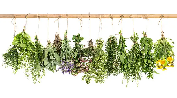 hanging fresh herbs isolated on white background. basil, rosemary, sage, thyme, mint, oregano, marjoram, savory, lavender, dandelion