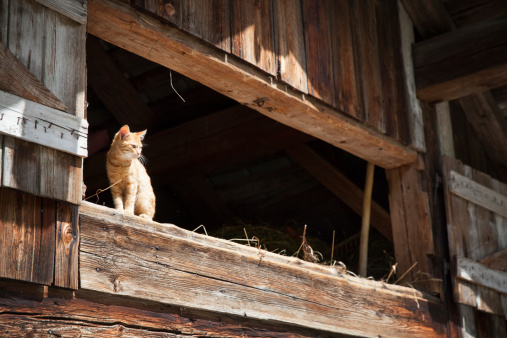 Red cat on the farm...