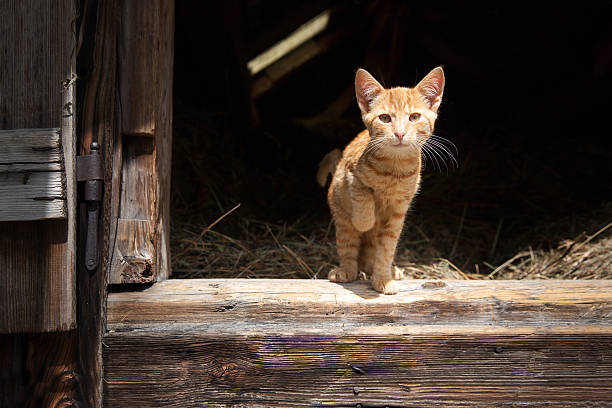 ginger cat looks to camera and walks on a white and isolated background