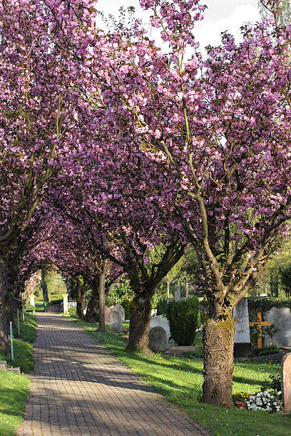 istock Alley with flowering cherry trees 509824105