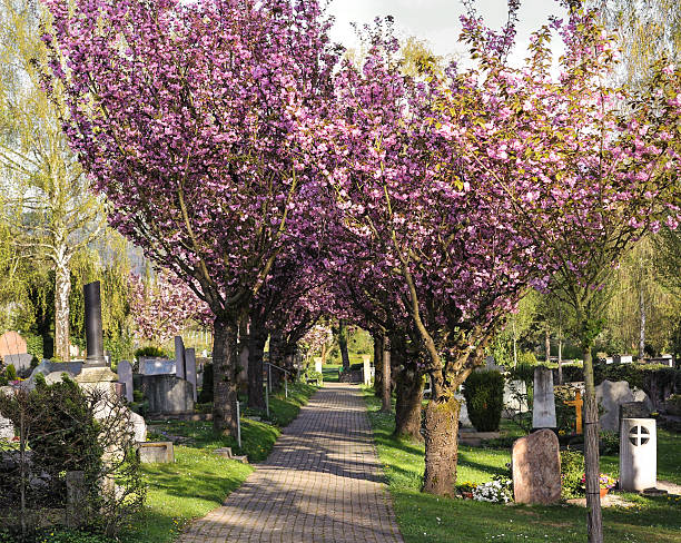 Magic light in cherry tree park, gossamer processed. Wind shaking petals from flowers