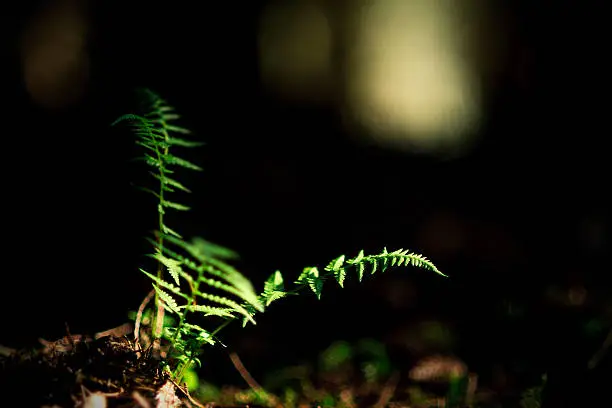 polypody on the dark forest floor