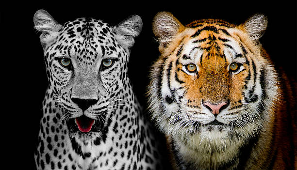 istock Straight face of Leopard and Tiger 509825101