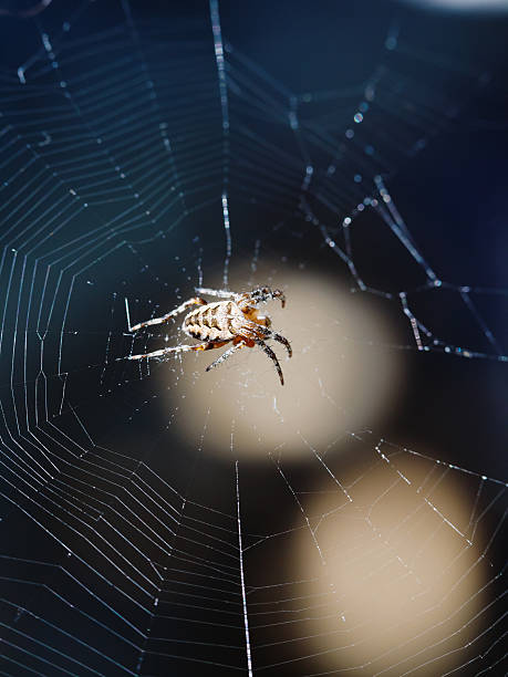 istock female European garden spider on spiderweb 509825487