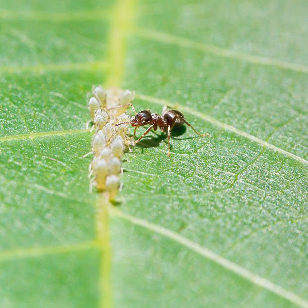 istock ant collects honeydew from aphids group on leaf 509825553