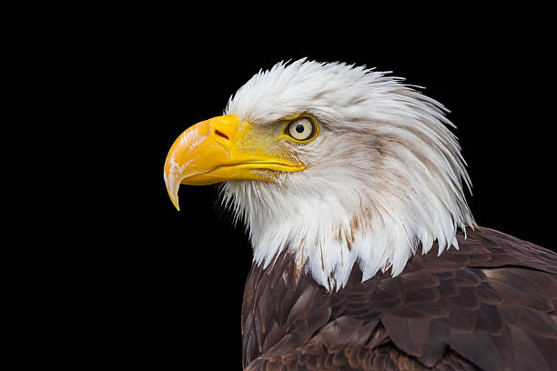 istock Head of sea eagle on black 509827703