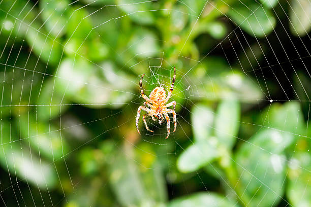 istock spider on cobweb over boxwood leaves 509828465