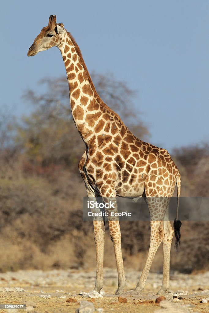 Giraffe bull A large giraffe bull (Giraffa camelopardalis), Etosha National Park, Namibia Africa Stock Photo